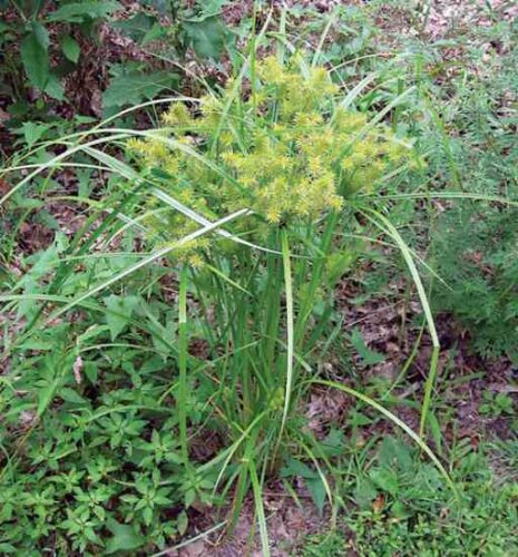 Solarize Soil to Control Nutsedge in Your Garden
